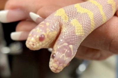 Majestic Marvel: Internet Abuzz Over Mesmerizing Two-Headed Snake Encounter