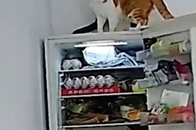 Pawsitively Hilarious: The Ultimate Compilation of Funny Pets!