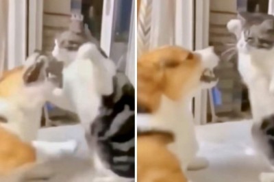 Pet Follies: Dogs and Cats in Hilariously Chaotic Encounters!