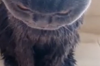 Pets Gone Wild: The Top 10 Funniest Moments Caught on Camera!