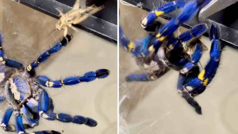 Spellbinding Showdown: Giant Spider vs. Helpless Cricket - Don't Blink!