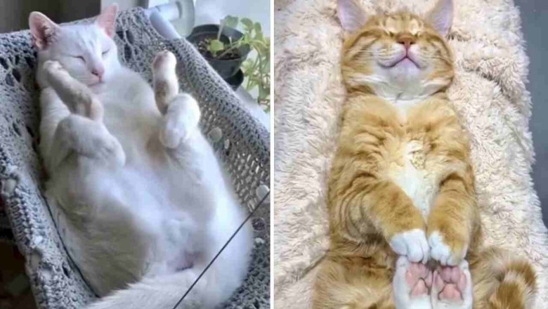 Unbelievable Cat Nap Chronicles: The Hilarious Compilation You Can't Miss!