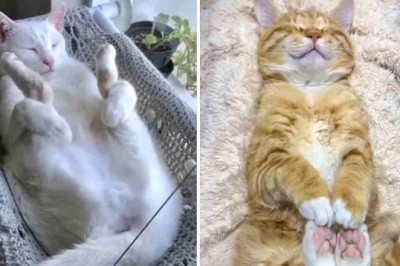 Unbelievable Cat Nap Chronicles: The Hilarious Compilation You Can't Miss!