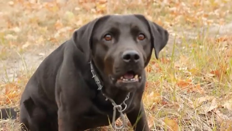 Watch This Dog's Hilarious Reaction When It Sees the Unseen! You Won't Believe Your Eyes!