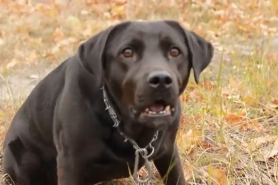 Watch This Dog's Hilarious Reaction When It Sees the Unseen! You Won't Believe Your Eyes!
