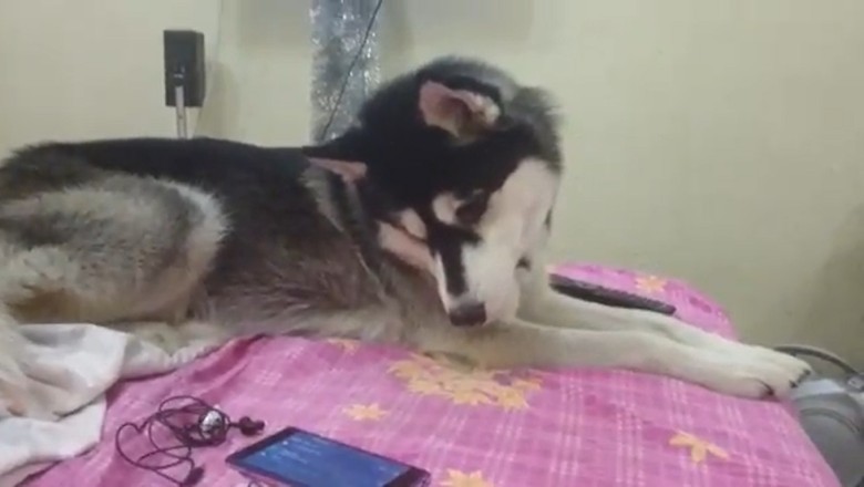 Watch This Hilarious Video of a Dog’s Best Wolf Impression!