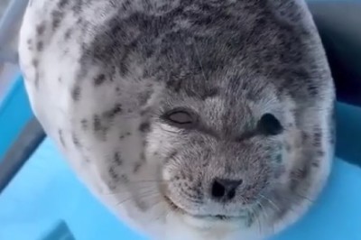 Adorable Spotted Seal Smiles Brighten Your Day: Prepare for Cuteness Overload!