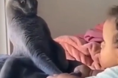 Cat Teaches Little Boy Surprising Tricks | Must-See Funny Video!