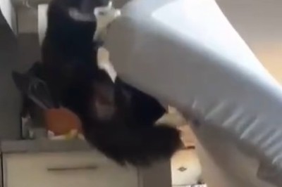 Claws Out: Hilarious Antics of a Naughty Cat Caught on Camera!