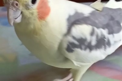 Dancing Parrot Goes Viral | Hilarious Video!