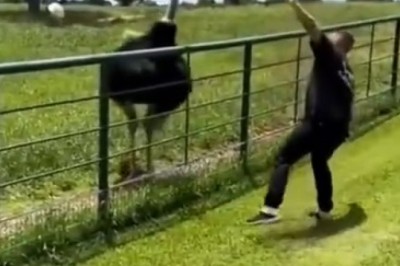 Feathered Footwork Frenzy: Man and Ostrich Bust a Move in Hilarious Traditional Dance-Off!