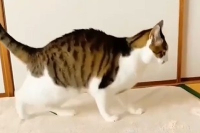 Feline Dance Fever: Watch This Cat Break It Down on the Dance Floor!