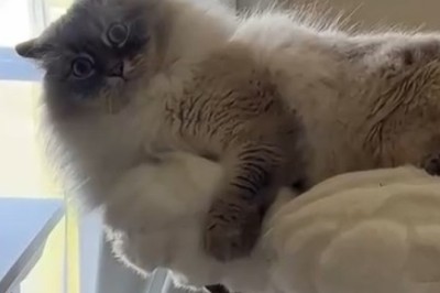 Fur-ious Feline Frenzy: Watch This Angry Cat's Hilarious Temper Tantrums Unfold!
