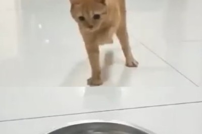 Hilarious Cat Throws Epic Tantrum While Being Served Food!