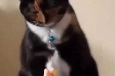 Hilarious Cat vs Owner Food Face-off | Funny Video That Will Leave You Rolling on the Floor Laughing!