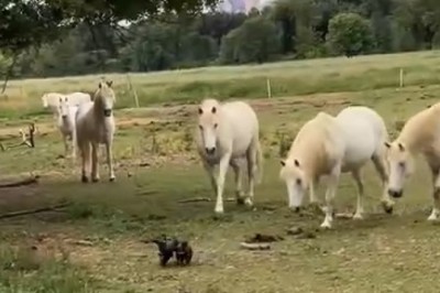 Hilarious Chaos Ensues: Small Dog Goes Wild in Horse Barn!