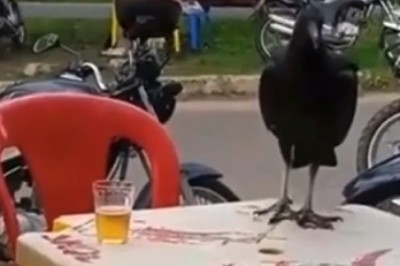 Hilarious Footage: Crow Gets Drunk and Causes Chaos