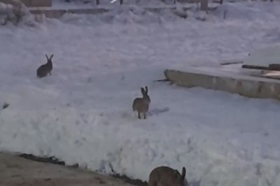 Hilarious Rabbits Take Grazing to the Next Level | Watch This Cool Funny Video Go Viral!