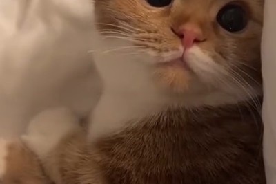 Meow-gnificent Obedience: Hilarious Cat Masters Every Command Like a Pro!