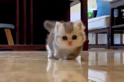Paw-sitively Purrrfect: A Beautiful Kitten's Adorable Antics Will Melt Your Heart!