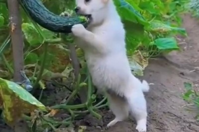 Pawesome Paw-tatoes: Orchard Owner's Dog Goes Bananas Over Harvest Time!