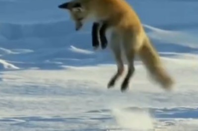 Pawsitively Hilarious: The Ultimate Compilation of Funny Pets That Will Have You in Stitches!