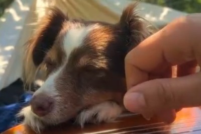 Pawsitively Musical: Talented Dog Can't Resist Grooving to Guitar Tunes!