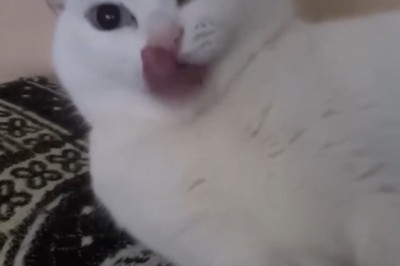 Purr-fectly Adorable: Watch This Affectionate Cat Shower Love in the Cutest Way!