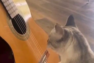 Purrfectly Rockin' Riffs: Watch This Talented Cat Shred the Guitar with Unbeatable Shuffle Skills!