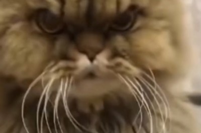 Tangled Tails and Temper Tantrums: Cat Hilarity Ensues When Grooming Day Goes Awry!