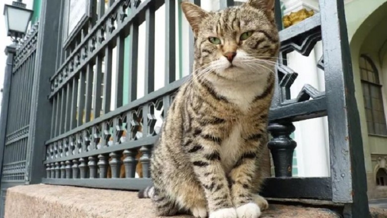 The Beauty of Ordinary Cats: Unveiling the Extraordinary in the Everyday Feline