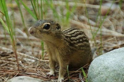 Unveiling the Astonishing Survival Story of Gophers: How They Thrive without Water for 8 Months