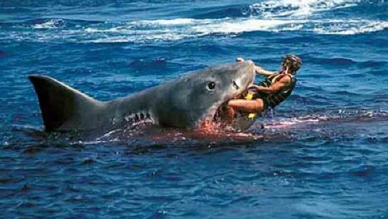 Unveiling the Terror of the "White Death": The Harrowing Encounter with a Man-Eating Shark