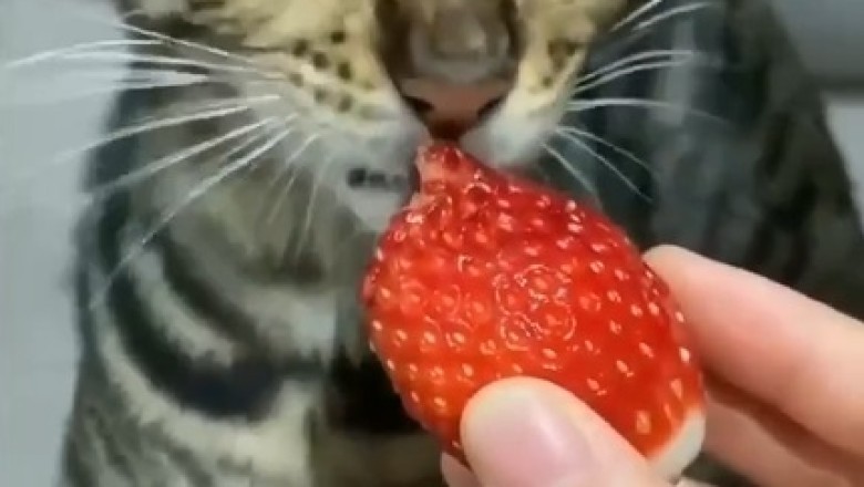Watch: Hilarious Cat Goes Bonkers Over Strawberries!