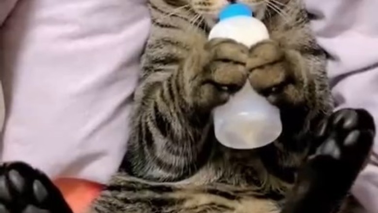 Watch: Old Cat Refuses to Grow Up and Embraces its Inner Kitten!