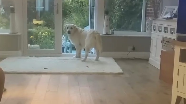 Watch this Hilarious Video of a Dog Getting Influenced by a Singer!