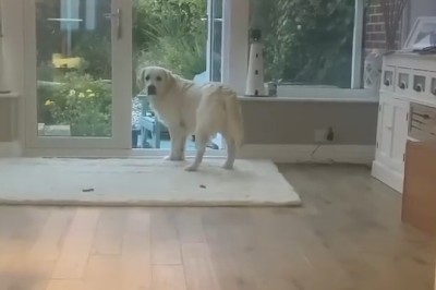 Watch this Hilarious Video of a Dog Getting Influenced by a Singer!