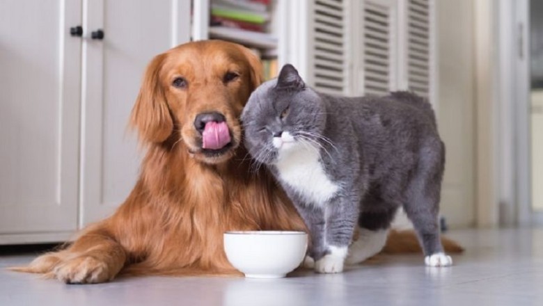 Why Pets Are Secret Health Gurus: Unveiling Their Impact on Our Well-Being!