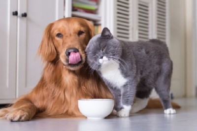Why Pets Are Secret Health Gurus: Unveiling Their Impact on Our Well-Being!