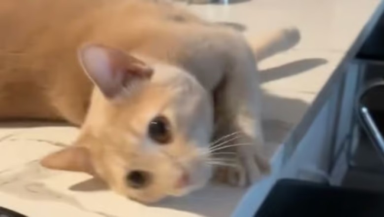 Cat's Hilarious Standoff: Feline Prevents Human from Leaving Home!