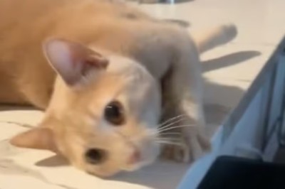 Cat's Hilarious Standoff: Feline Prevents Human from Leaving Home!