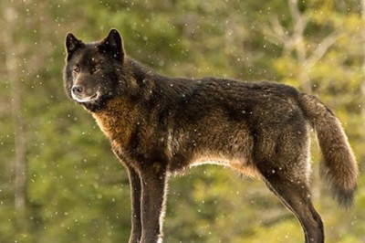 Heartwarming Tale of Friendship: The Unlikely Bond Between an Alaskan Wolf and a Community