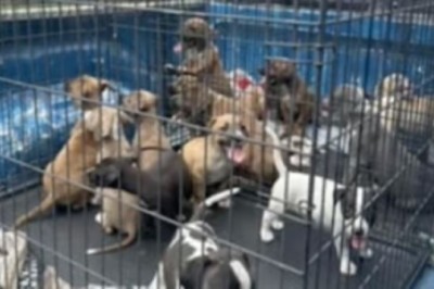 Heartwrenching Rescue: 16 Puppies Saved in Inspiring Effort