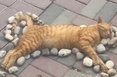 Hilarious: Cat Performs Quirky Ritual That Will Leave You in Stitches!