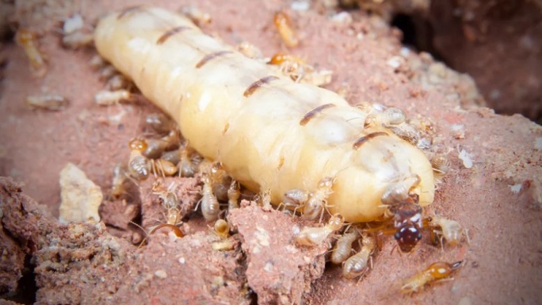 Unveiling the Fascinating Life of Termite Mothers: Insights into the World of Giant Egg Factories