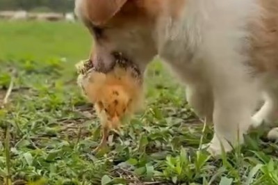 Adorable Chaos: Puppies Meet Chicks and All Heck Breaks Loose!