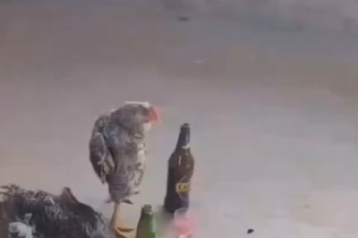 Clucking Capers: Follow This Cheerful Chicken Skipping Down a Path!