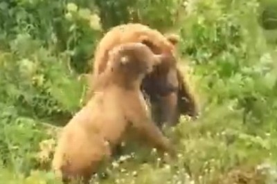 Epic Encounter: Witness the Intense Battle Between a Man and a Bear!
