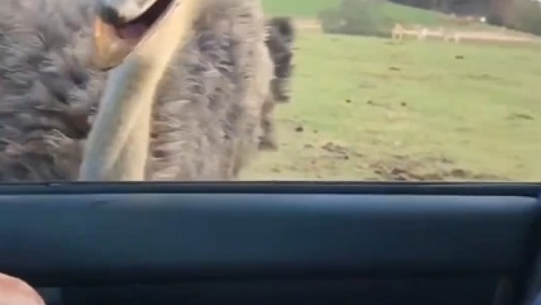 Feeding Time Fun: Bonding with Ostriches