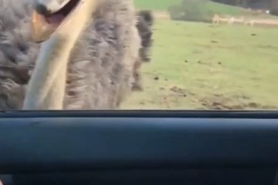 Feeding Time Fun: Bonding with Ostriches